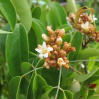 Connarus monocarpos L.